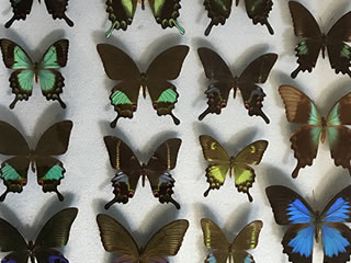 華麗なアゲハチョウの演舞会