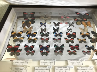 表裏同時可視展示法