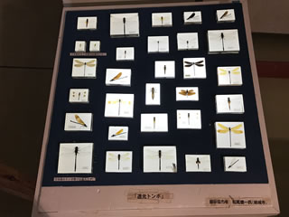 トンボの目玉とにらめっこ