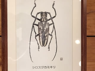 凄すぎる昆虫の精密画